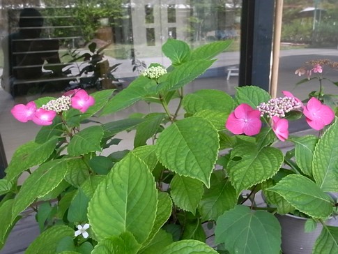 f:id:akinosato:20120613151443j:image f:id:akinosato:20120613151443j:image