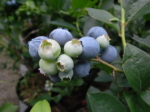 f:id:akinosato:20120622134238j:image