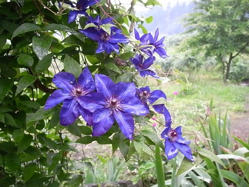 f:id:akinosato:20120624175301j:image