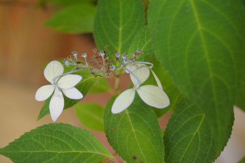 f:id:akinosato:20120626155815j:image