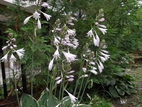 f:id:akinosato:20120714123256j:image