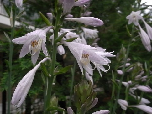 f:id:akinosato:20120714123317j:image