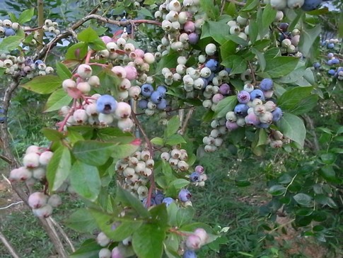 f:id:akinosato:20120721184350j:image