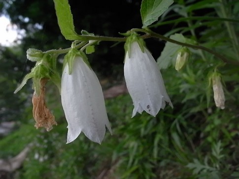 f:id:akinosato:20120721184617j:image
