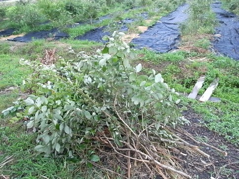 f:id:akinosato:20120721184810j:image