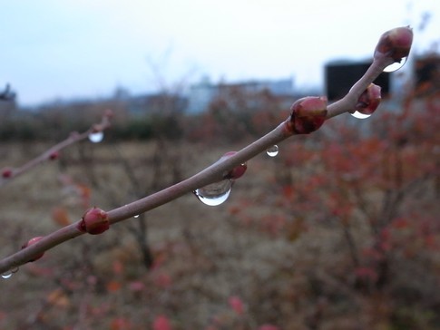 f:id:akinosato:20130122101605j:image