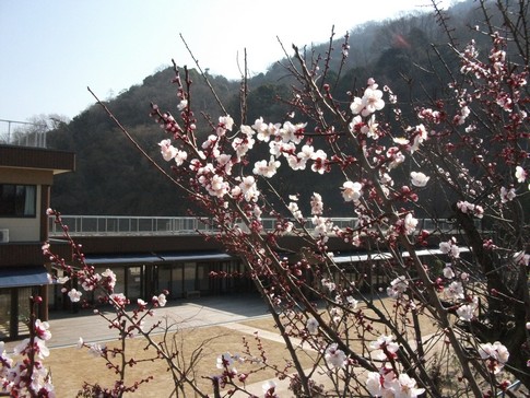 f:id:akinosato:20130309100740j:image f:id:akinosato:20130309100740j:image