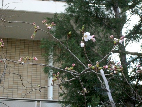 f:id:akinosato:20130322085100j:image