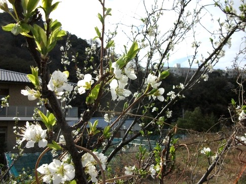 f:id:akinosato:20130322085403j:image