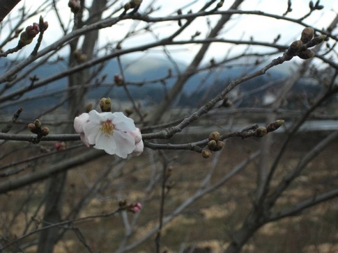 f:id:akinosato:20130401164310j:image