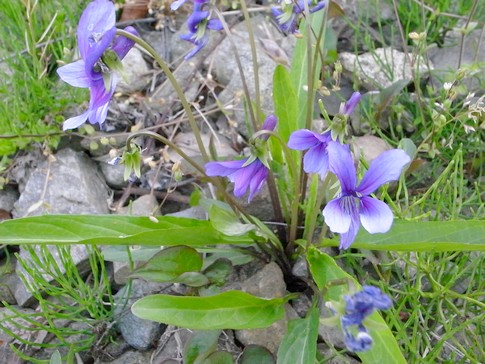 f:id:akinosato:20130506171245j:image