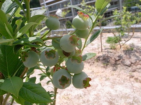 f:id:akinosato:20130525112945j:image