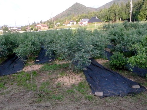 f:id:akinosato:20130616181306j:image