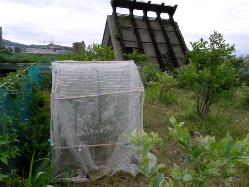 f:id:akinosato:20130619085639j:image f:id:akinosato:20130619085639j:image