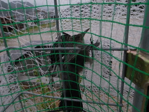 f:id:akinosato:20130620115539j:image