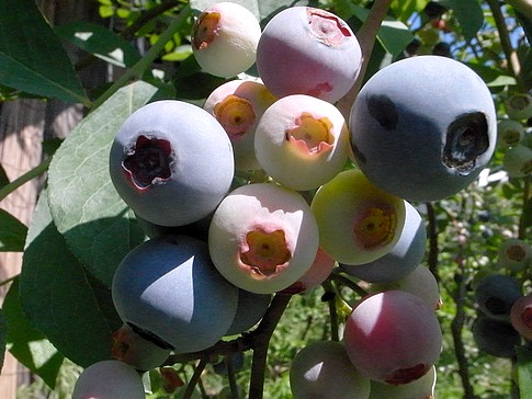 f:id:akinosato:20130708144753j:image