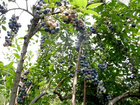 f:id:akinosato:20130809115456j:image f:id:akinosato:20130809115456j:image