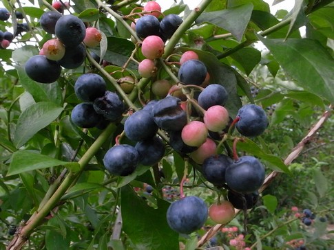 f:id:akinosato:20130908122525j:image f:id:akinosato:20130908122525j:image