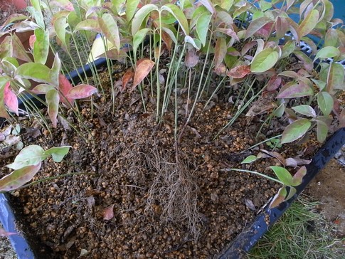 f:id:akinosato:20130925114010j:image