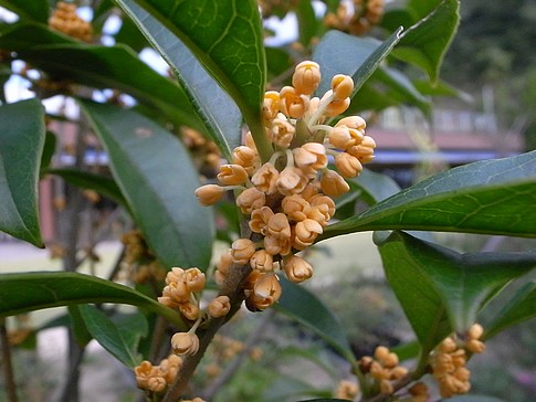 f:id:akinosato:20131010143323j:image