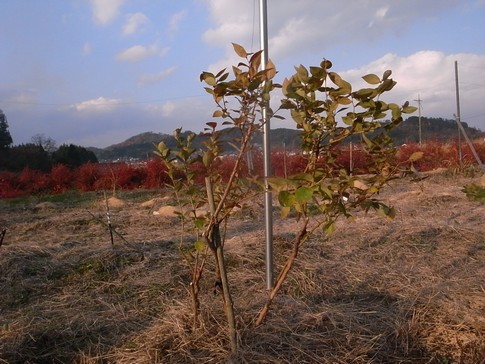 f:id:akinosato:20131201153405j:image