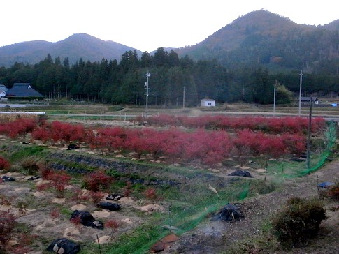 f:id:akinosato:20131201160034j:image
