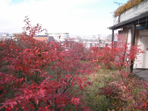 f:id:akinosato:20131219120121j:image