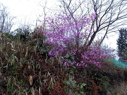 f:id:akinosato:20140413164737j:image f:id:akinosato:20140413164737j:image