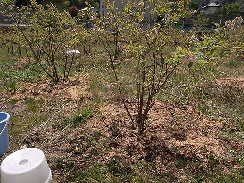 f:id:akinosato:20140417115428j:image