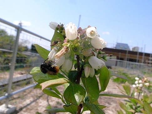 f:id:akinosato:20140423133749j:image
