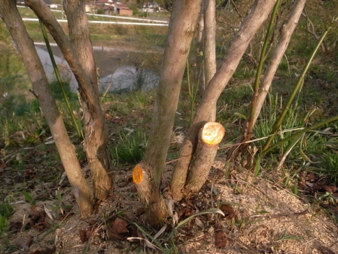 f:id:akinosato:20140427112644j:image