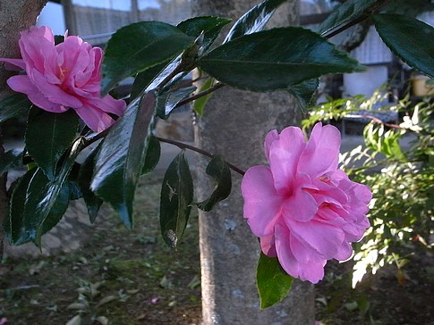 f:id:akinosato:20141103153328j:image