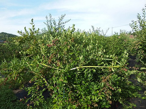 f:id:akinosato:20150724170948j:image f:id:akinosato:20150724170948j:image