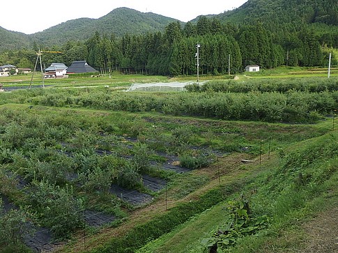 f:id:akinosato:20150724174505j:image f:id:akinosato:20150724174505j:image