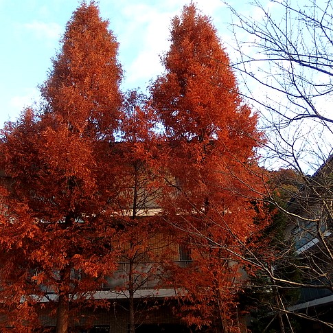 f:id:akinosato:20151208162047j:image f:id:akinosato:20151208162047j:image