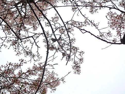 f:id:akinosato:20160408102140j:image f:id:akinosato:20160408102140j:image