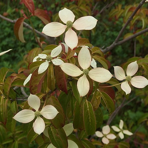 f:id:akinosato:20160607140438j:image f:id:akinosato:20160607140438j:image