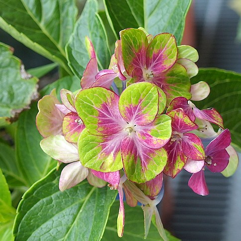 f:id:akinosato:20160721130956j:image