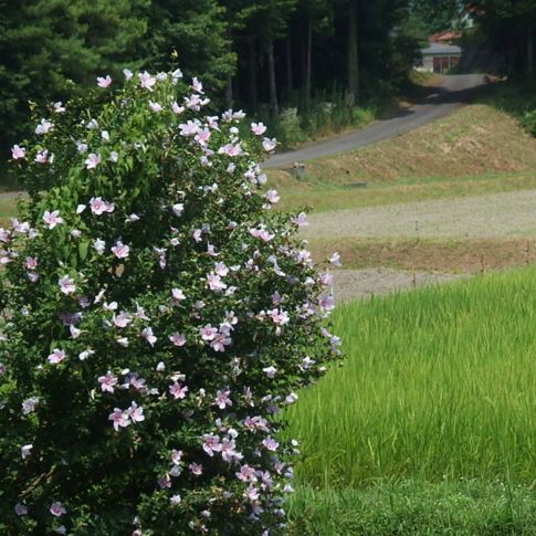 f:id:akinosato:20160731114332j:image