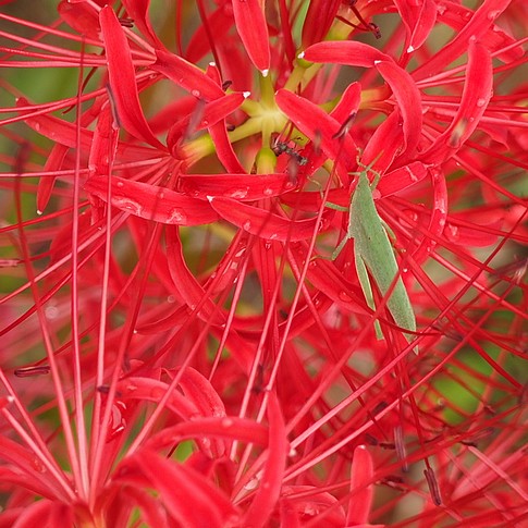 f:id:akinosato:20160920123943j:image