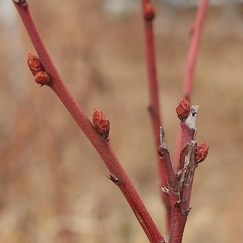 f:id:akinosato:20161228124736j:image