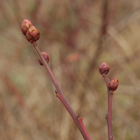 f:id:akinosato:20161228124941j:image