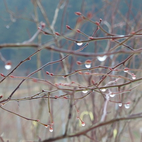 f:id:akinosato:20170129133521j:image