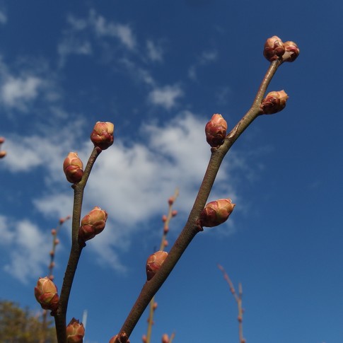 f:id:akinosato:20170227163818j:image