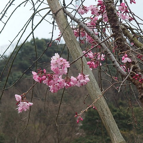 f:id:akinosato:20170329162713j:image