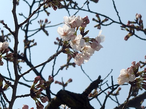 f:id:akinosato:20170330135524j:image
