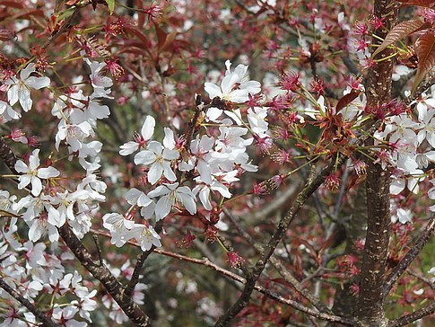 f:id:akinosato:20170412143753j:image