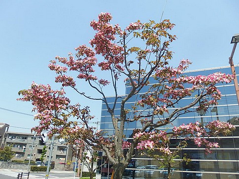 f:id:akinosato:20170430112413j:image