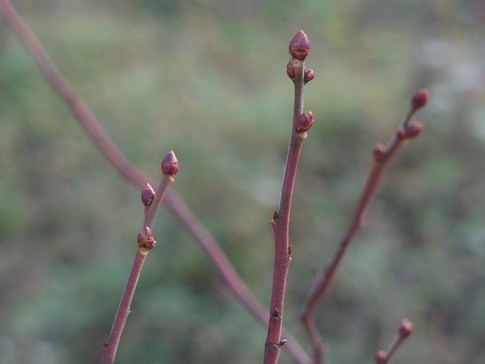 f:id:akinosato:20171201160518j:image