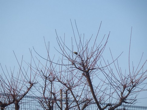 f:id:akinosato:20180208102322j:image